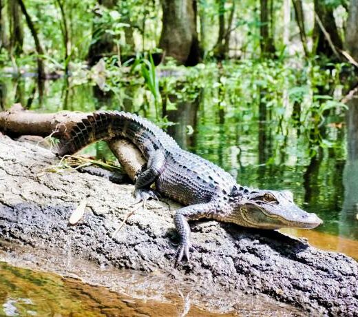 Picture of alligator on log
